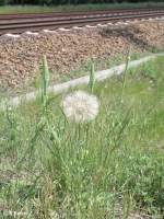 Links und Rechts der Strecke Eine Pusteblume mit ca 10cm Durchmesser am Bahndamm