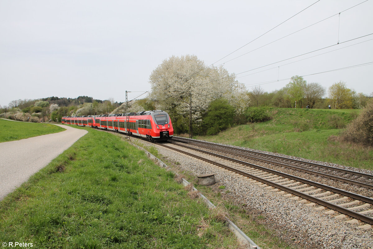 442 250 als S1 39151 Erlangen - Neumarkt/Oberpfalz bei Pölling. 07.04.24