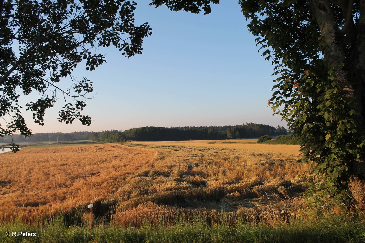 Morgenlicht bei Oberteich. 19.07.16