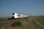 463 525 als S6 38608 Meckesheim - Wiesbaden HBF bei Frankenthal. 01.09.24